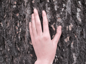 main contre un arbre